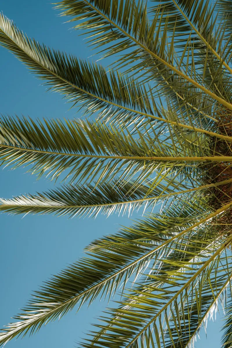 Fan Palm Symmetry carta hahnemühle da lieblu