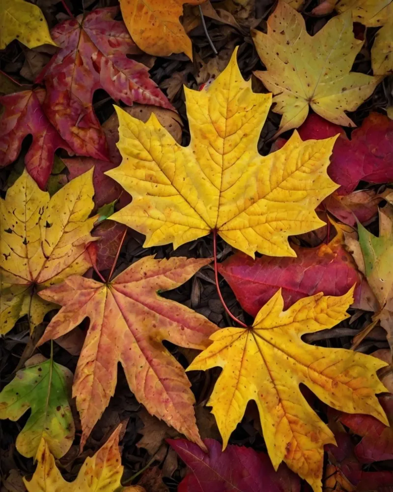 Vibrazioni d'autunno carta hahnemühle da PhotoVibe Decor