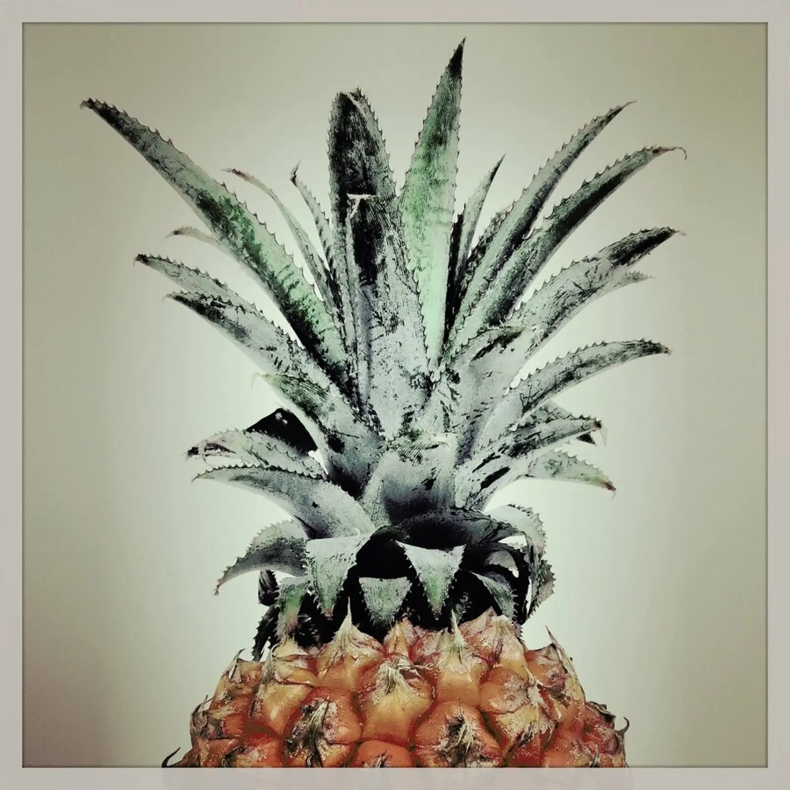 Pine Nutty pellicola backlit da Ballack Art House