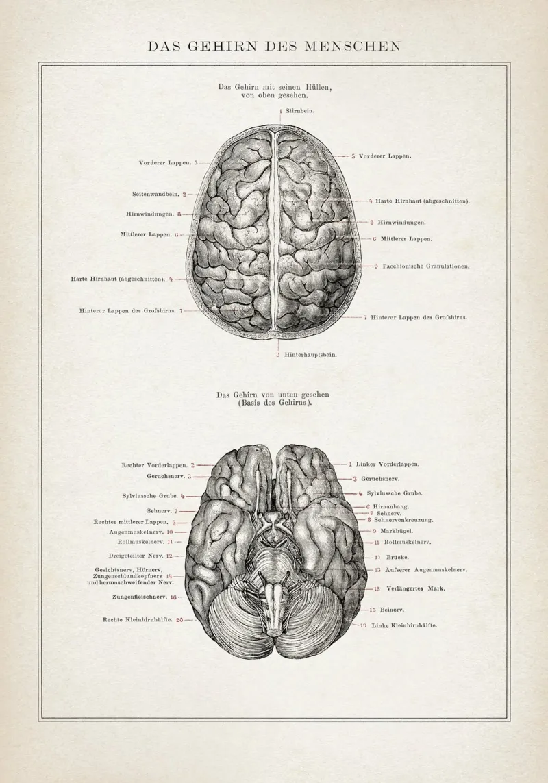 Vintage Brockhaus 3 Anatomie Gehirn poster with wooden frame by Vintage Print Collection