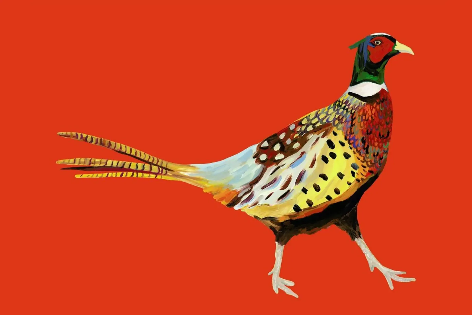 Strutting Pheasant On Orange pellicola backlit da Alice Straker