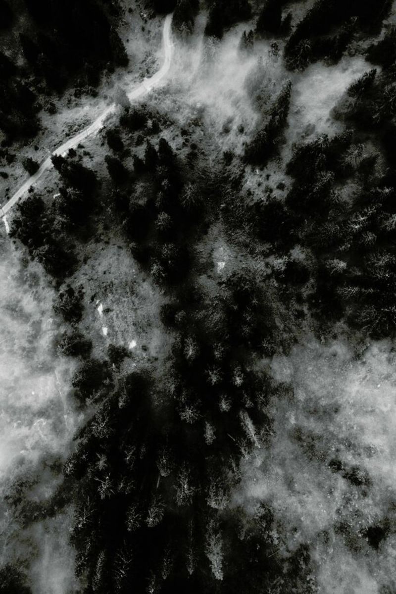 Tree Tops In The Clouds pellicola backlit da Sebastian Hilgetag