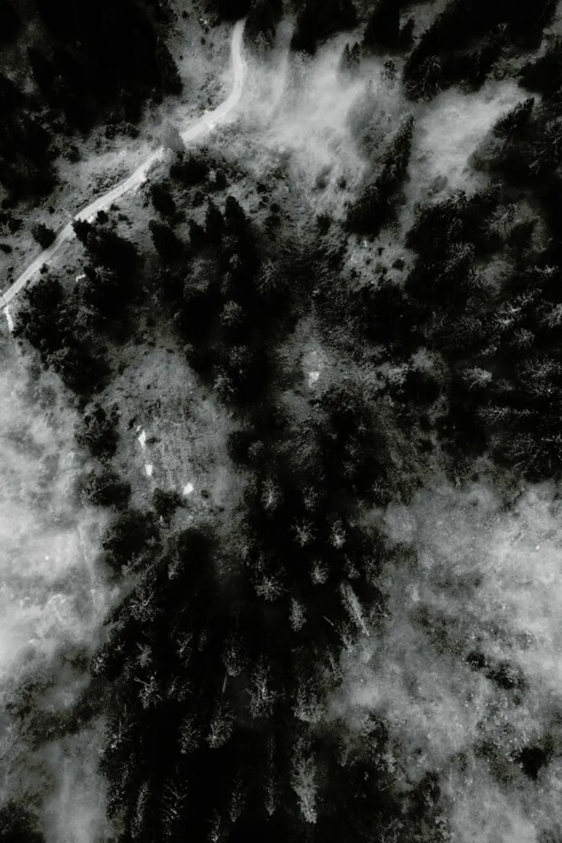Tree Tops In The Clouds hahnemühle de Sebastian Hilgetag