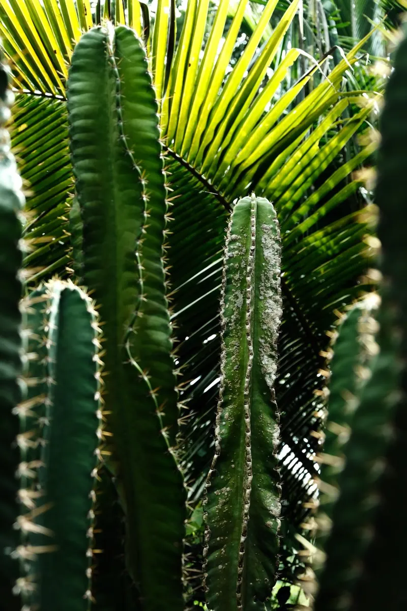 CACTI plexiglass da Grumpz