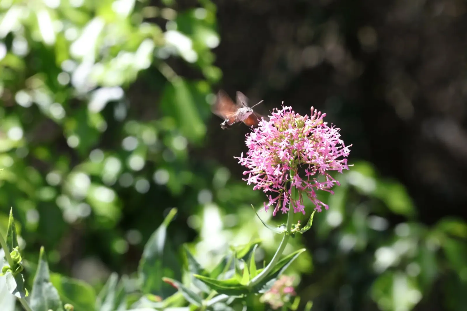 Il fiore e la farfalla pellicola backlit da Alexandra Joseph Fotomomente