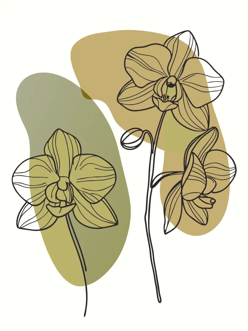 Due fiori di orchidea carta hahnemühle da RELAXING TOUCH