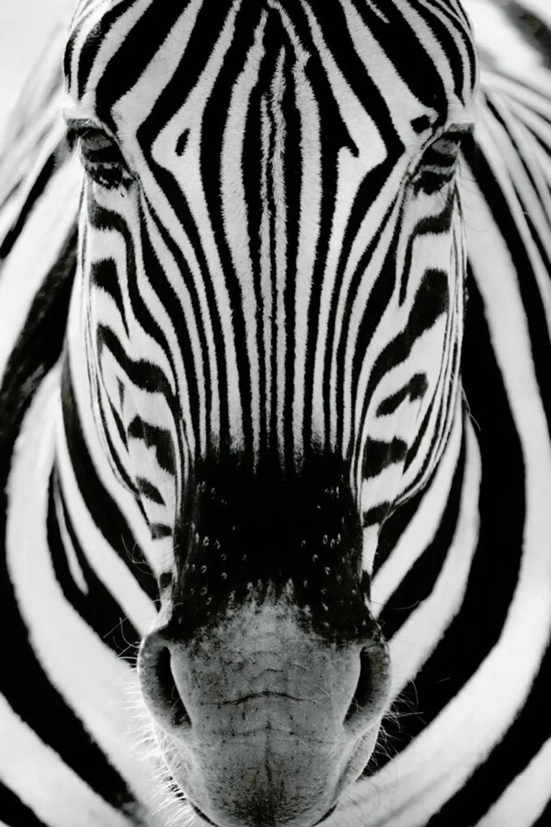 Zebra, Etosha National Park pellicola backlit da EyeEm Mobile GmbH