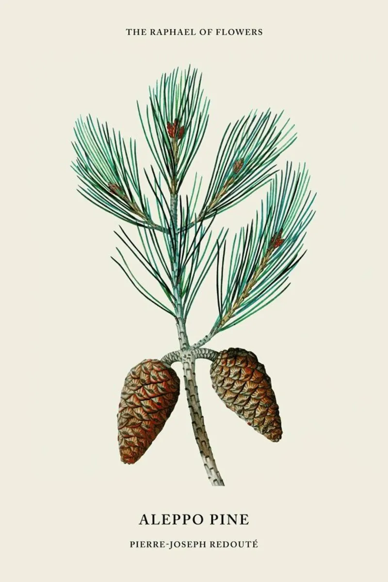 Pierre-Joseph Redouté - Aleppo Pine poster con telaio in legno da Vintage by JUNIQE