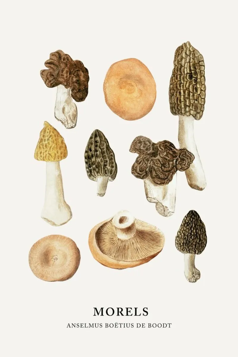 Anselmus Boëtius de Boodt - Morels pellicola backlit da Vintage by JUNIQE