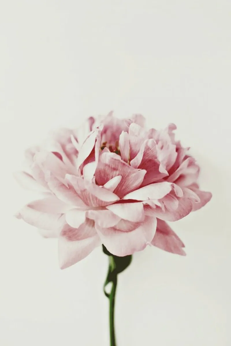 Daylight Peony pellicola backlit da Studio One