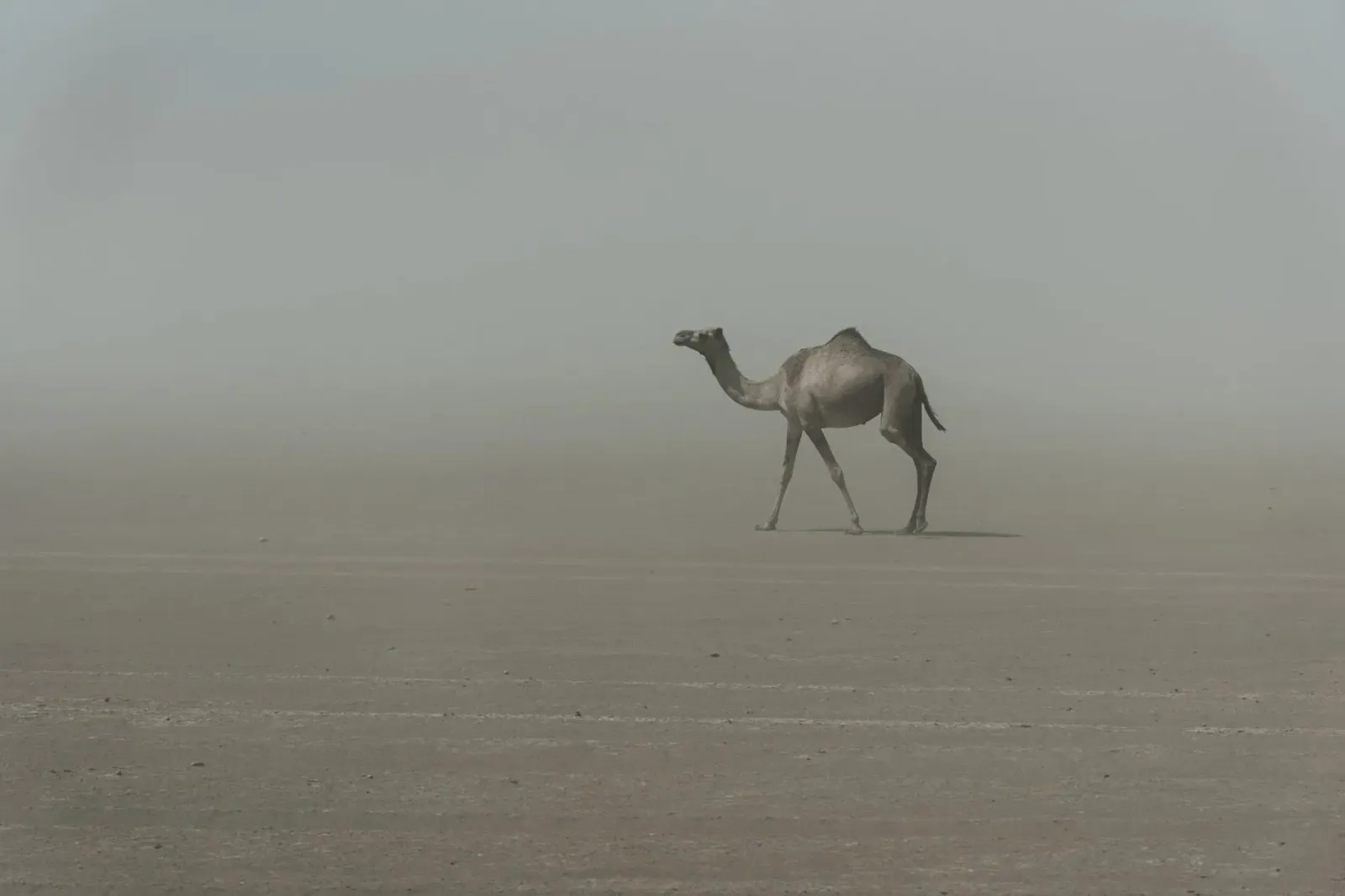 Camel alluminio dibond da photolovers
