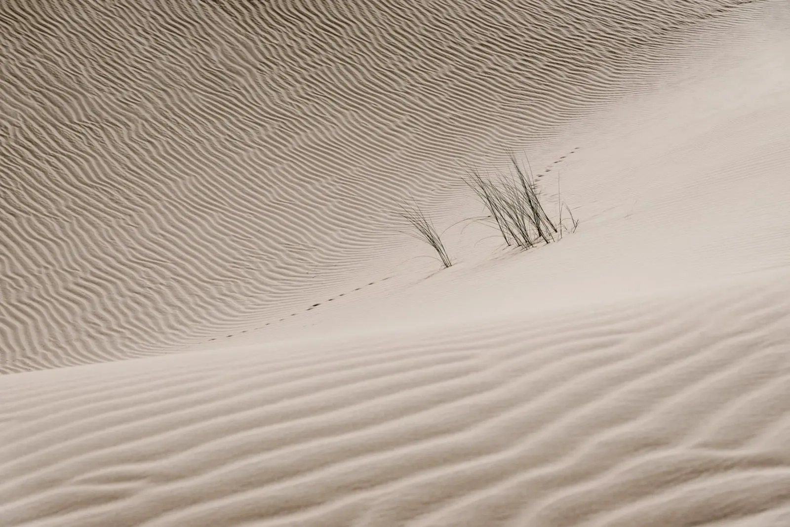Sahara dune in Mauritania II pellicola backlit da photolovers