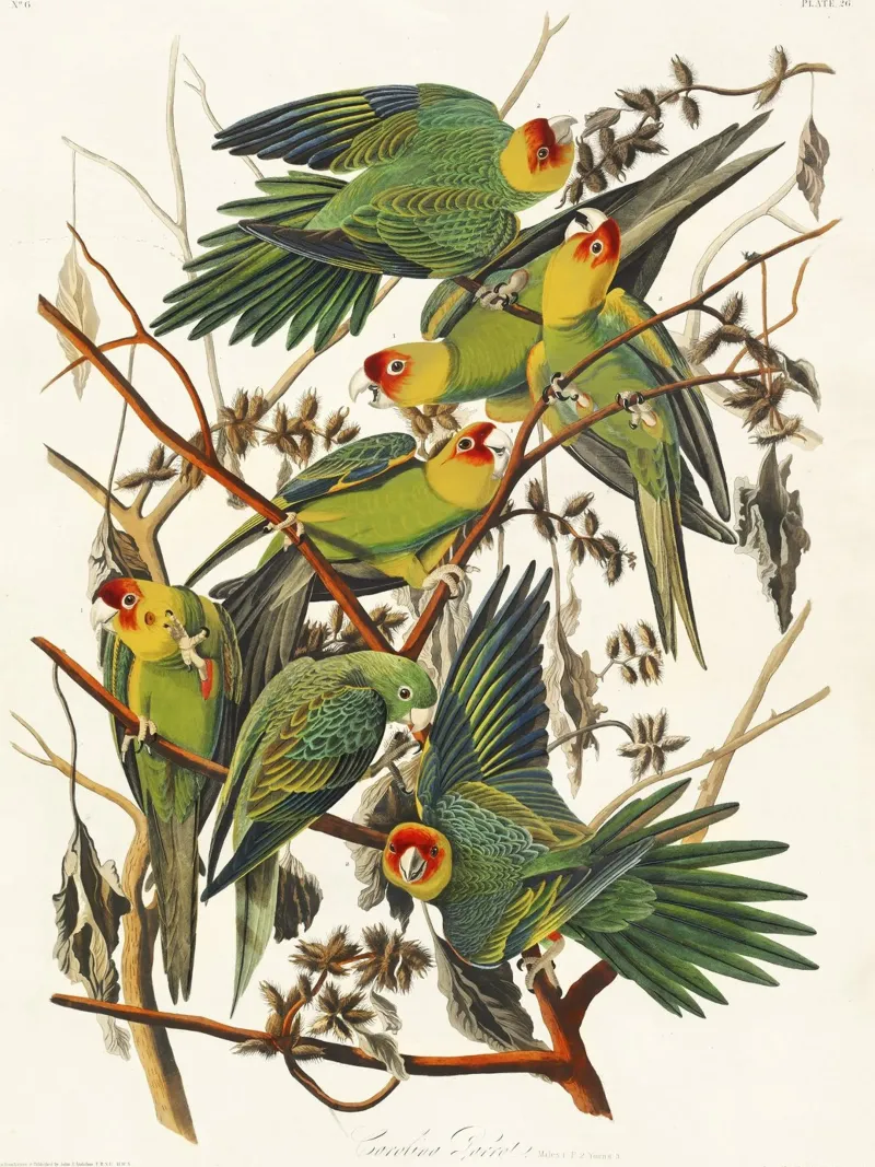 John James Audubon - Pappagallo della Carolina (1827) pellicola backlit da Wirla
