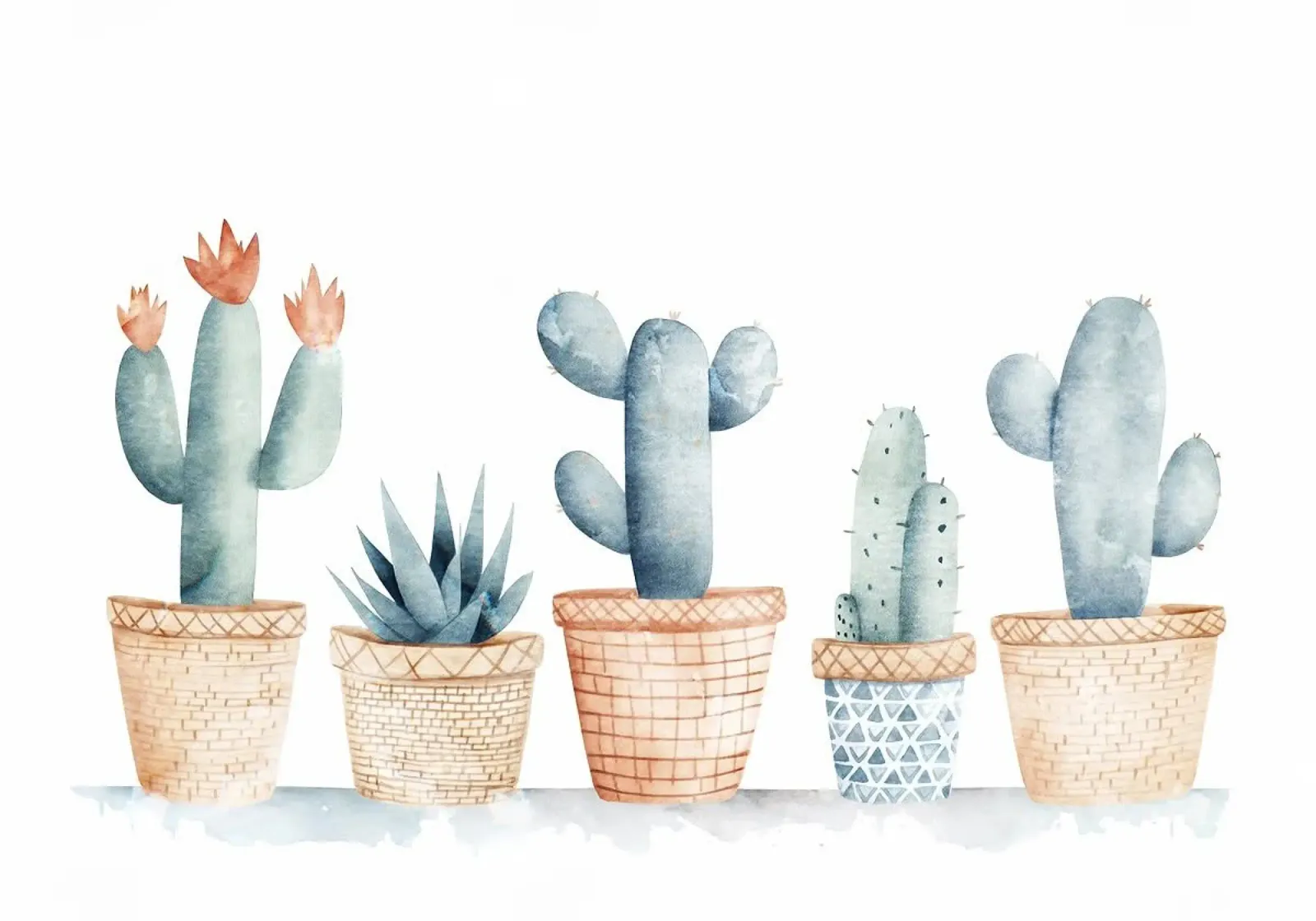 cactus succulento pellicola backlit da Kevin Walters