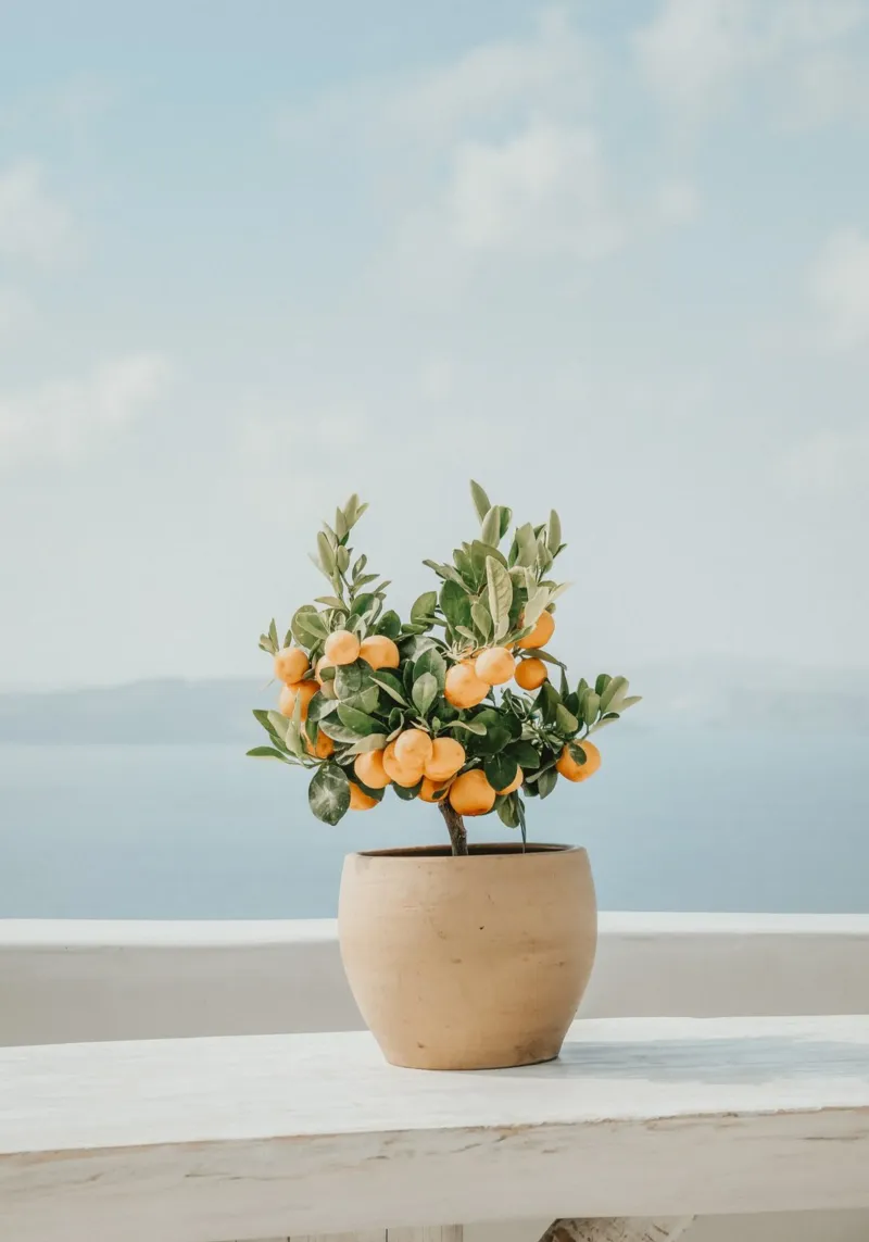 Lemon Tree, Santorini Grecia hahnemühle de TheTravelClub