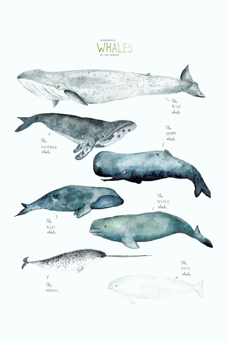 Whale Types poster da Isabelle Vandeplassche