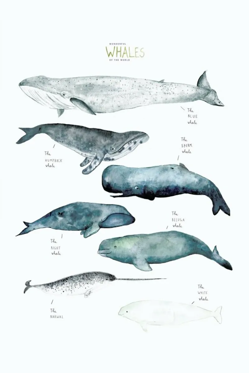 Whale Types pellicola backlit da Isabelle Vandeplassche