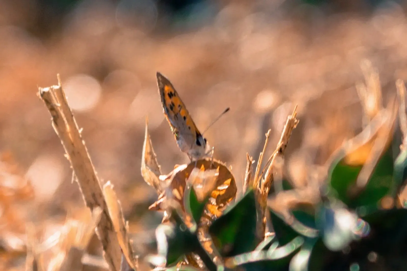 Petit Papillon pellicola backlit da MiniClic
