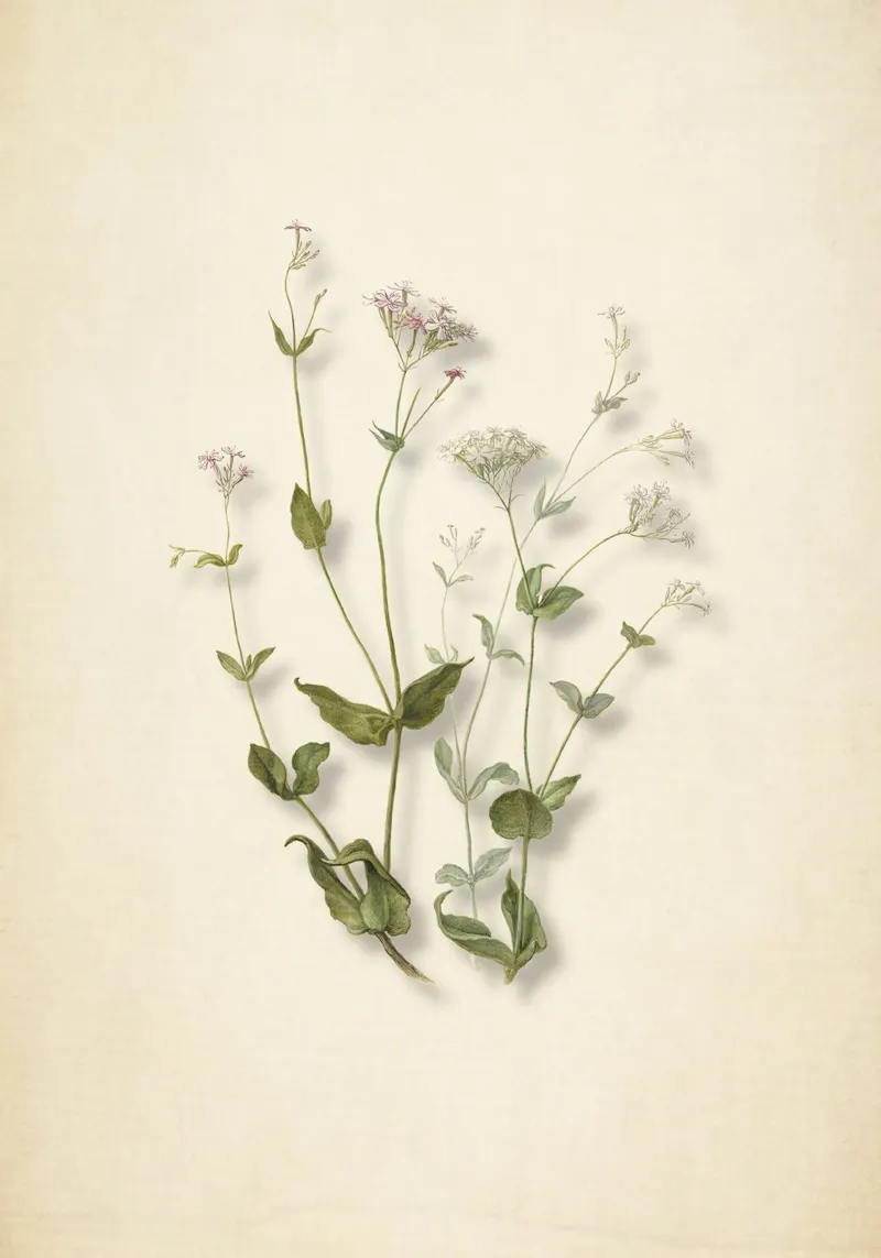 Stampa botanica di Herman Saftleven - Senna e farfalla d'epoca pellicola backlit da ClubArt
