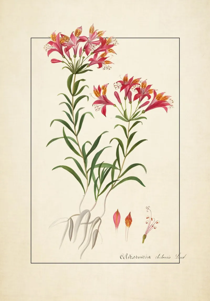 Vintage Peruvian Lily Botanical Print - Alstroemeria Art poster by ClubArt