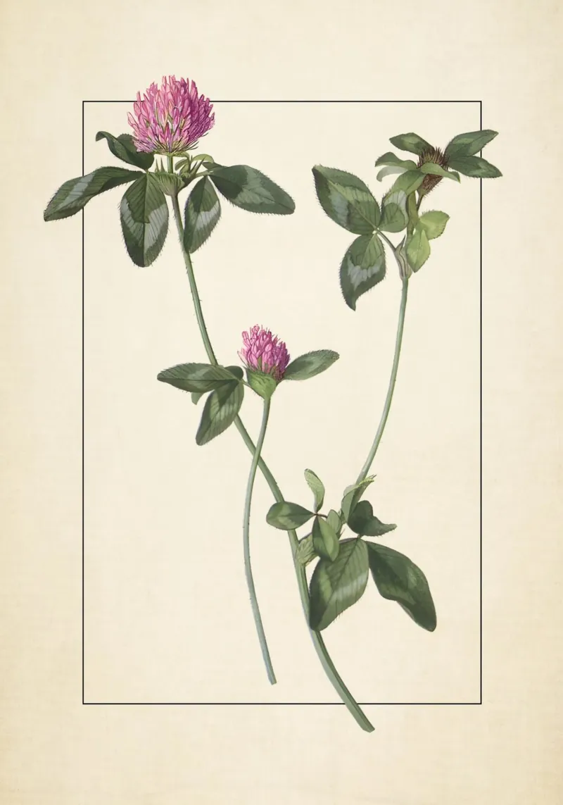 Vintage Red Clover Botanical Print - Lucky Shamrock Art canvas with Floater frame by ClubArt