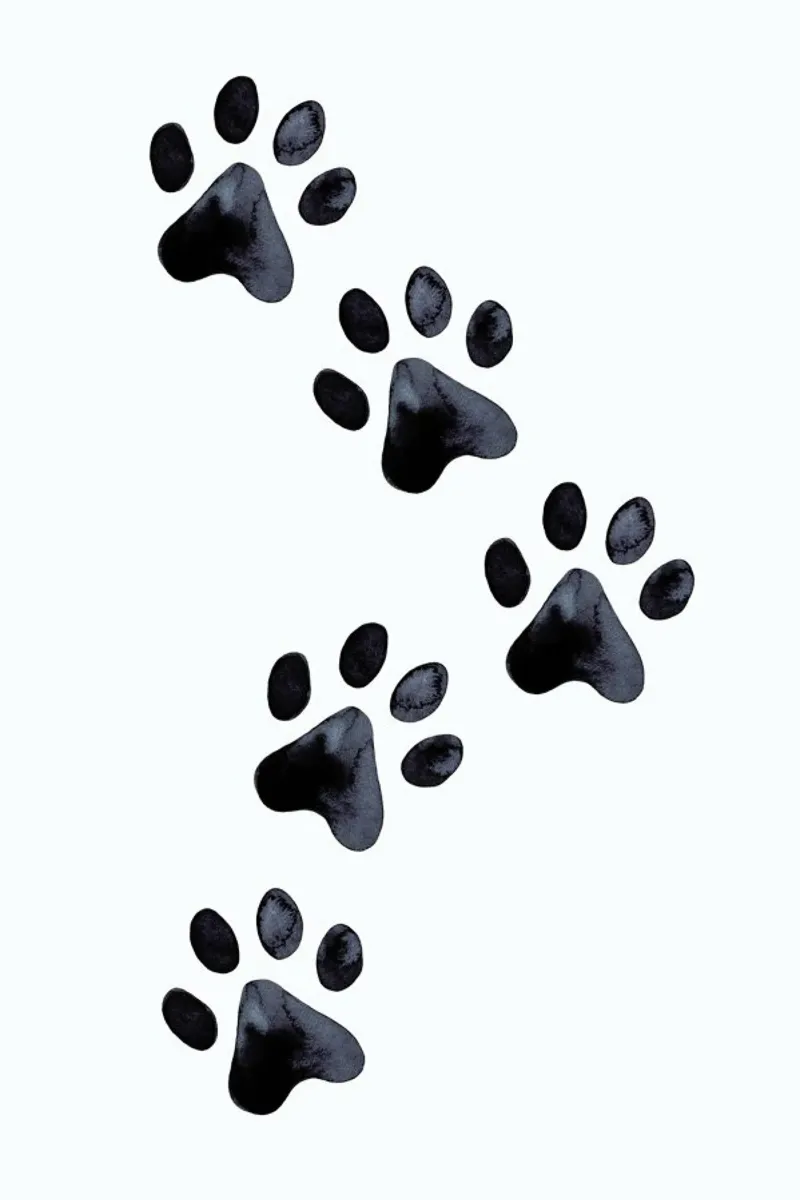 Paw poster II pellicola backlit da Little Flourishes