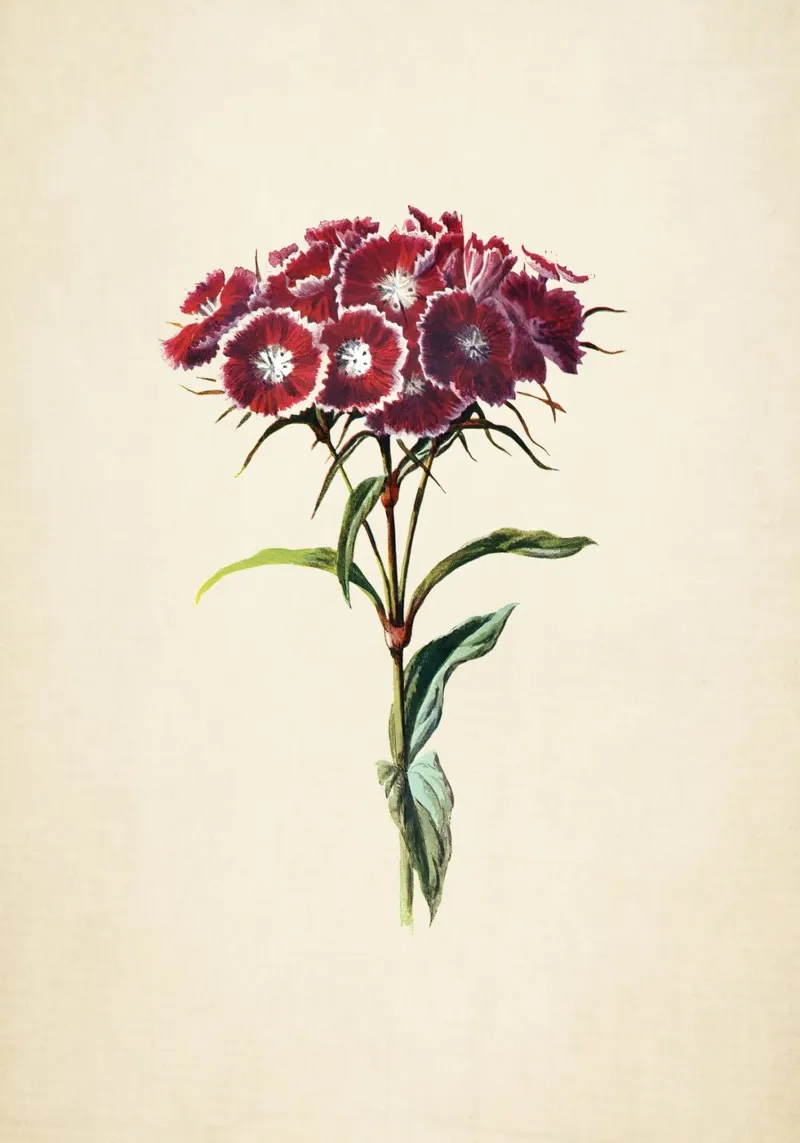 F.E. Hulme Sweet William Print - Vintage Bloemsierkunst canvas met Baklijst van ClubArt