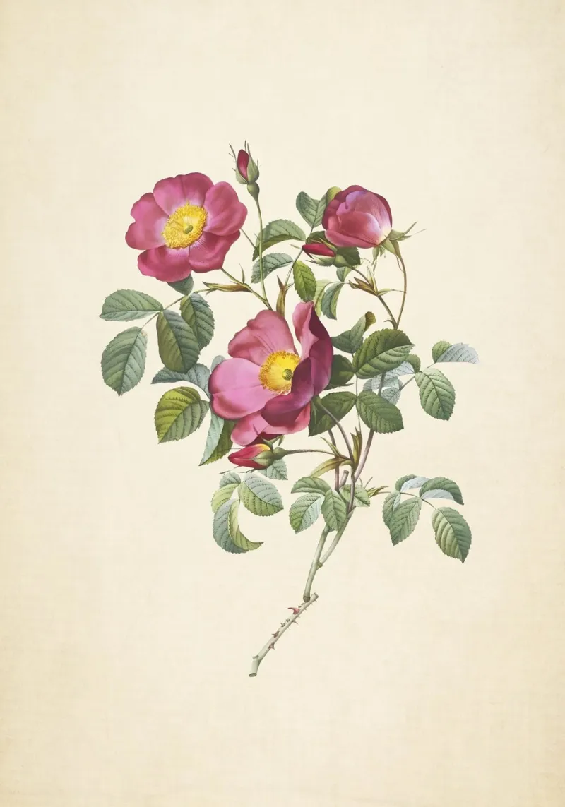 Rosa Pumila Print - Vintage Dwarf Rose Botanical Art canvas with Floater frame by ClubArt