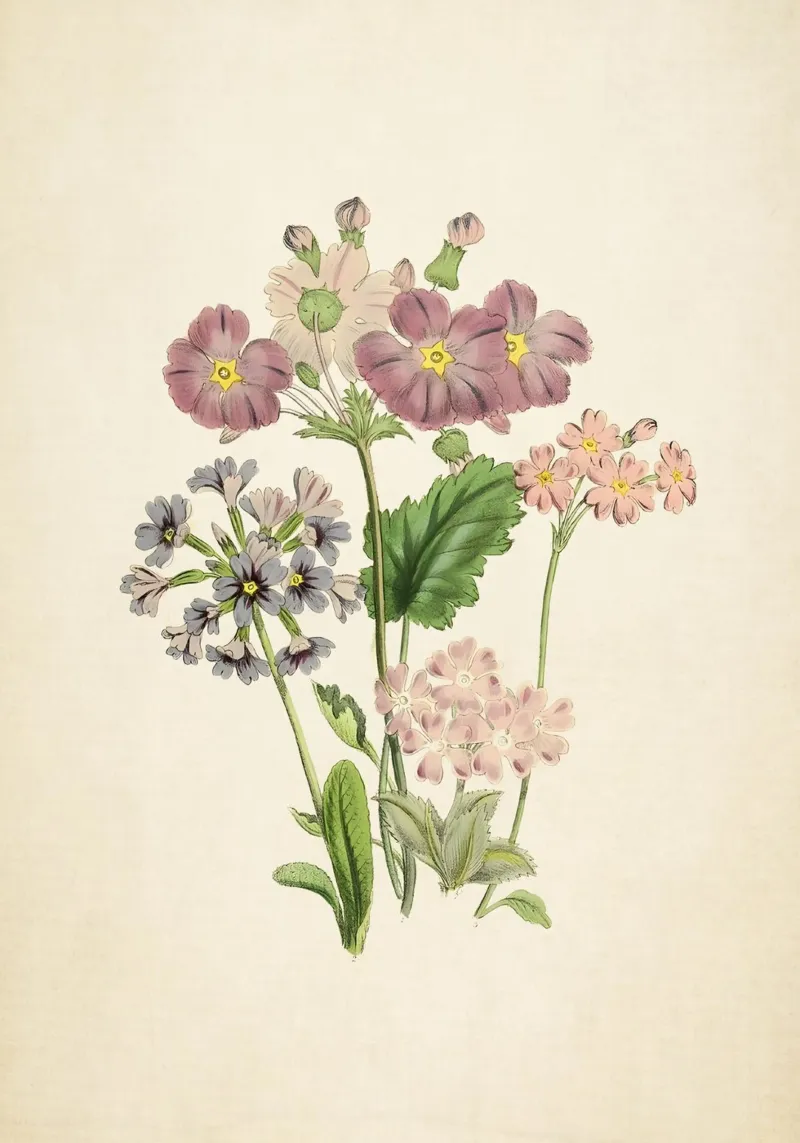 Jane Loudon Primula Print - Vintage Botanische Bloemsierkunst canvas met Baklijst van ClubArt