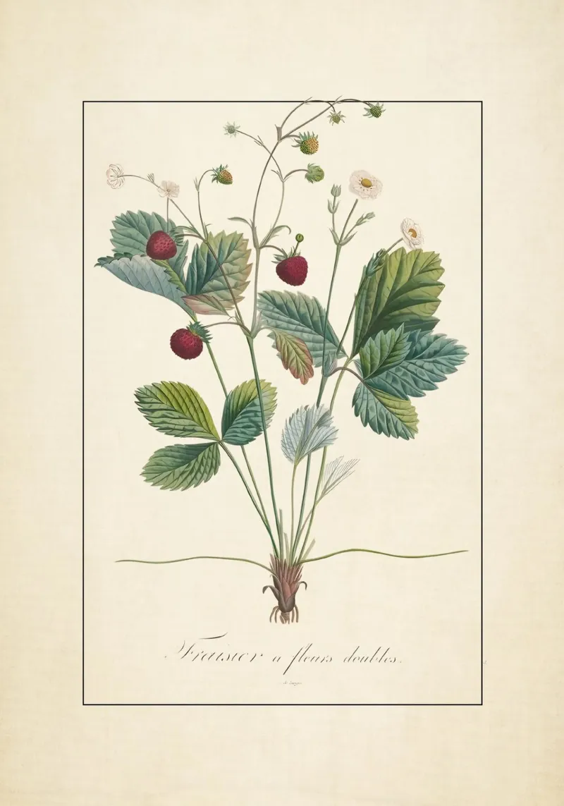 Vintage Wild Strawberry Botanical Print - Fraisier Art acrylic glass by ClubArt