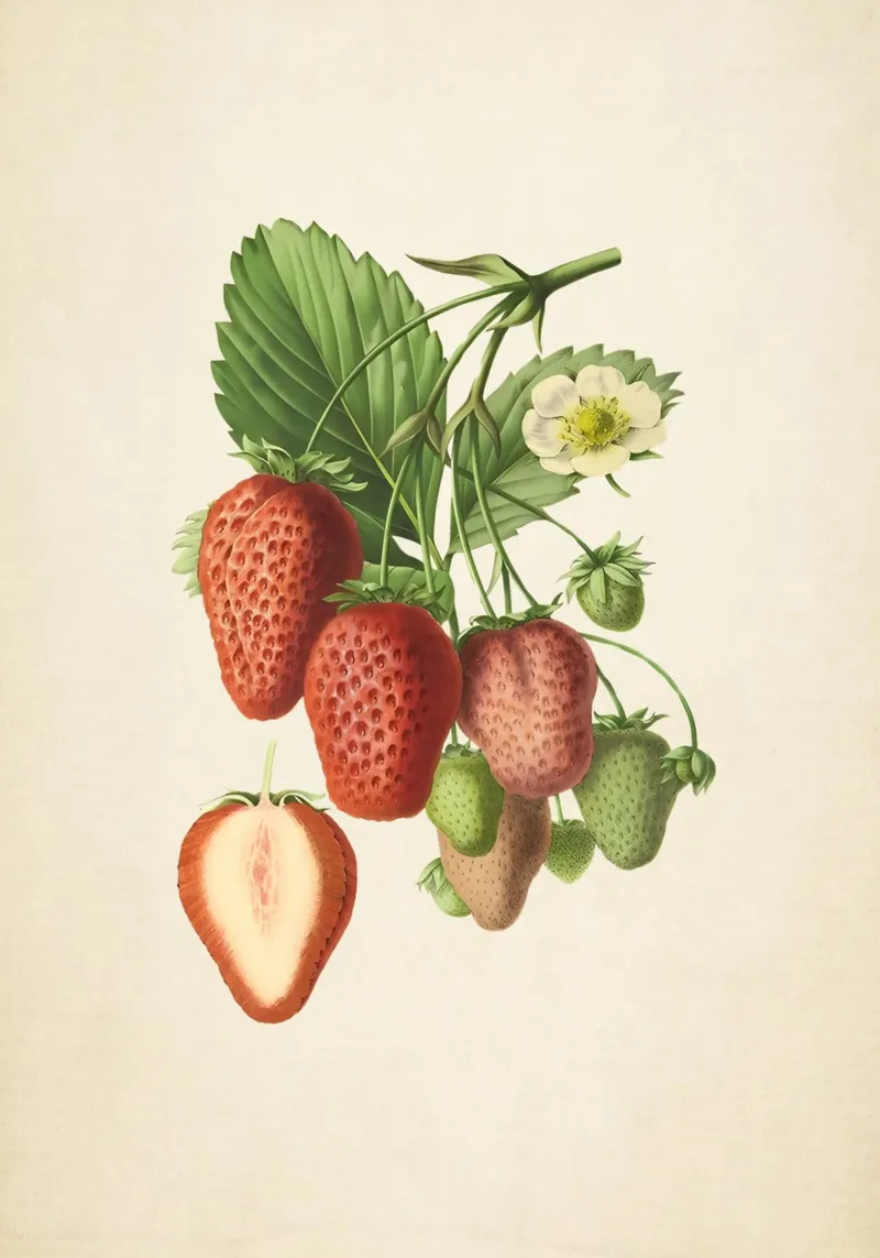 Stampa botanica di fragole d'epoca - Arte della frutta in cucina plexiglass da ClubArt