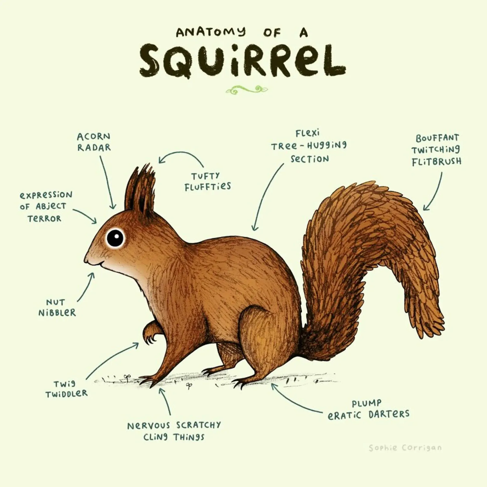 Anatomy Of A Squirrel pellicola backlit da Sophie Corrigan
