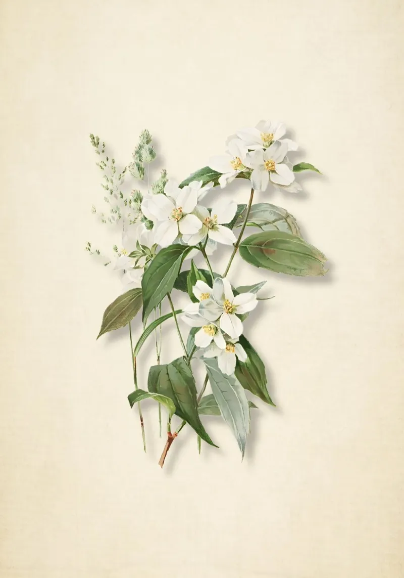 Vintage Mock Orange Botanical Print - Syringa White Floral A poster con telaio in plastica da ClubArt