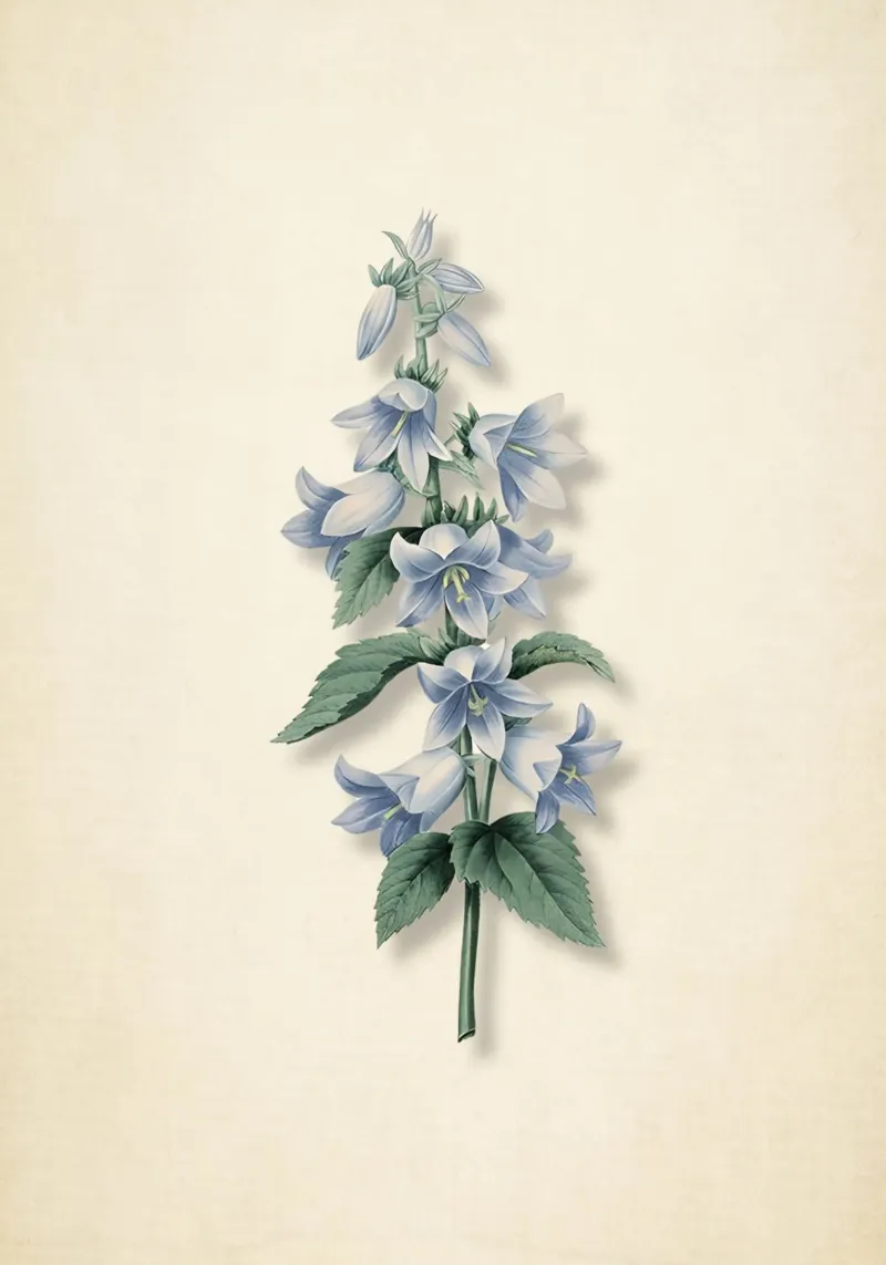 Stampa botanica di campanula d'epoca - Elegant Bluebell Art poster con telaio in plastica da ClubArt