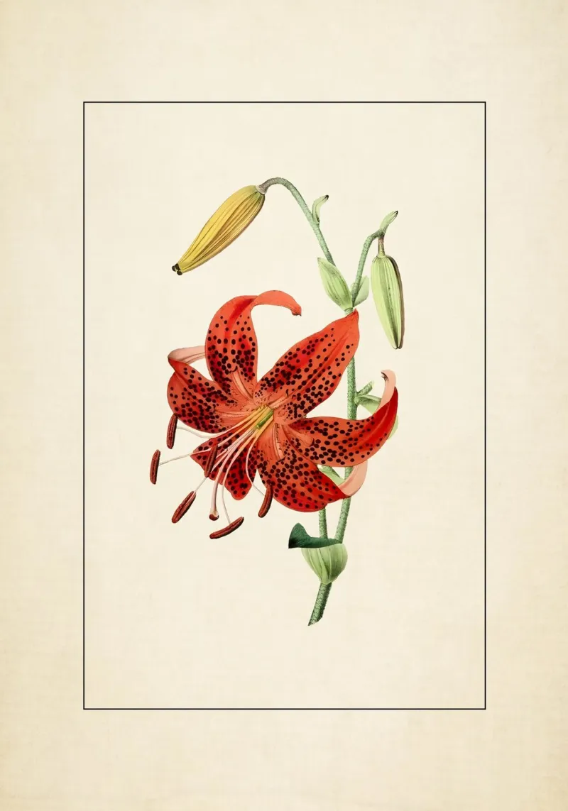 Lilium Lancifolium Print - Vintage Tiger Lily Botanical Art poster by ClubArt