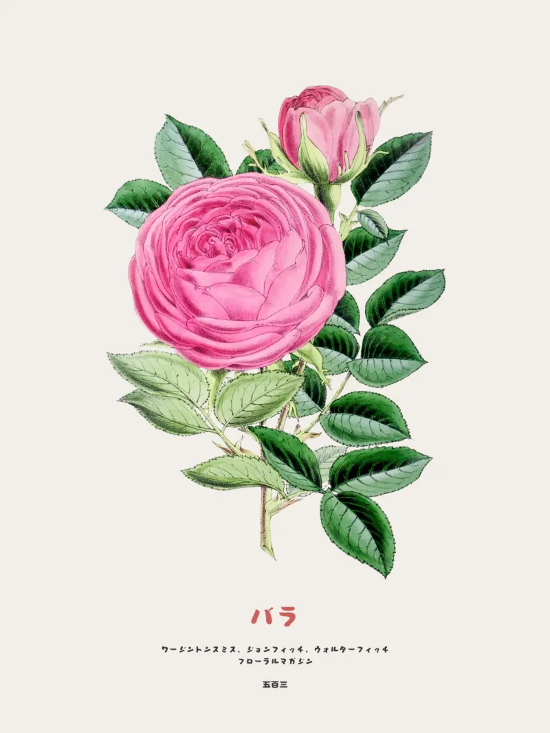 Rosa giapponese rosa pellicola backlit da Vintagrafica