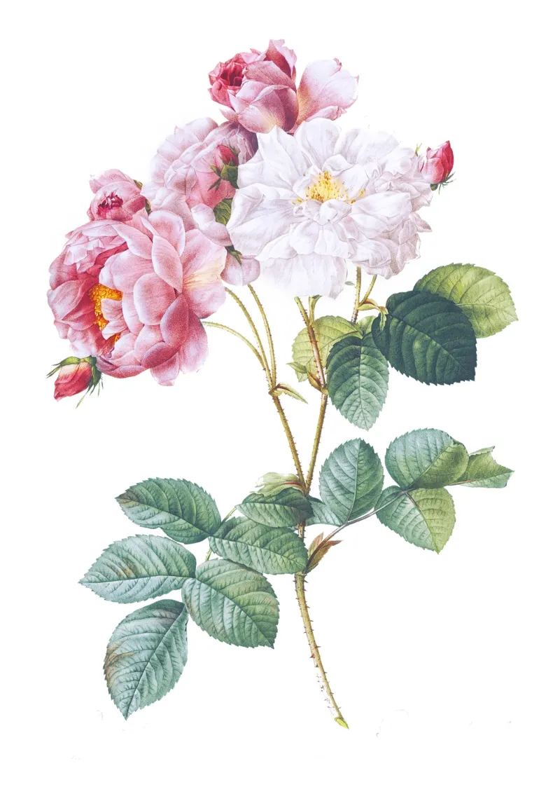 Rosa × damascena di Pierre-Joseph Redouté, pellicola backlit da Venus Art