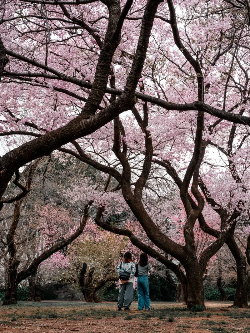 Fiori di ciliegio a Tokyo, Giappone poster con telaio in legno da Marcel Bisig