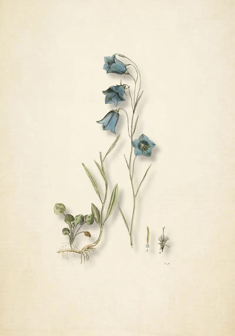 Stampa botanica di campanule d'epoca - Naturecore Wall Art tela con Cornice a cassetta da ClubArt