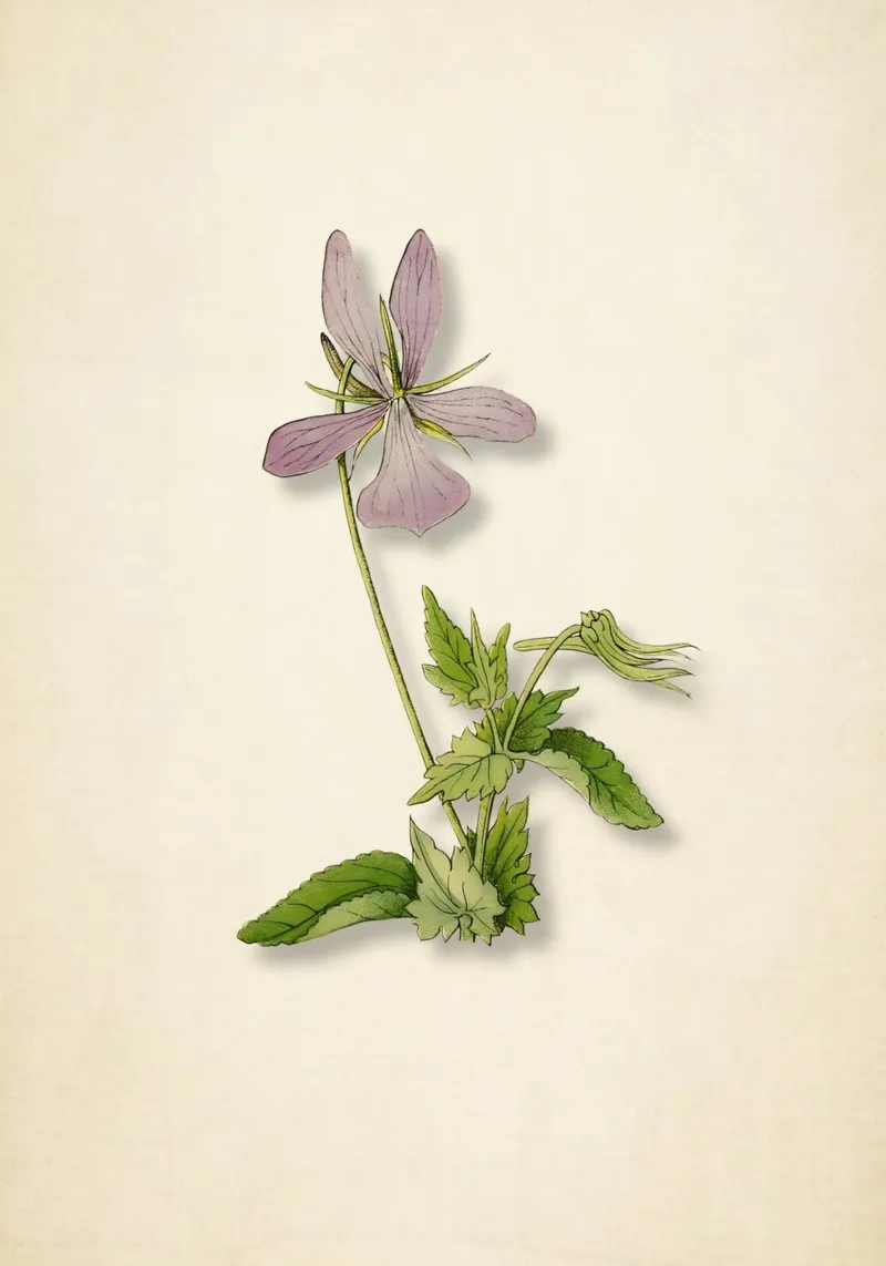 Vintage Wildflower Botanical Print - Purple Blossom Nature A poster con telaio in plastica da ClubArt