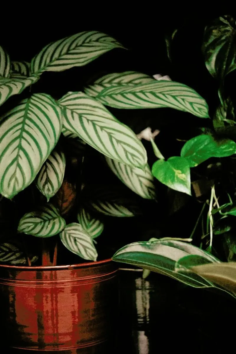Analog Series The Plant Shop pellicola backlit da Sebastian Hilgetag