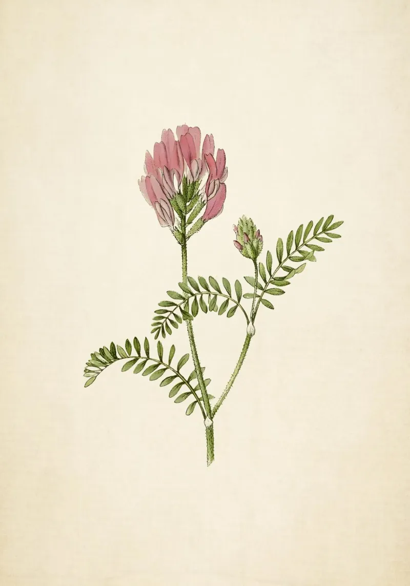 Stampa botanica vintage della veccia - Fiori selvatici rosa - Arte della natura poster da ClubArt