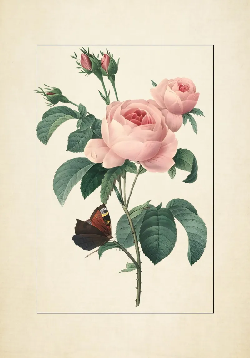Pierre-Joseph Redouté Rose rosa con farfalla Stampa d'arte alluminio dibond da ClubArt