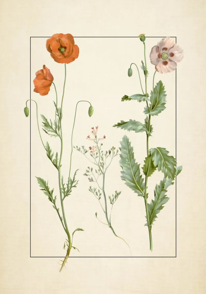 Stampa botanica vintage di papaveri e fiori selvatici - Giardino rustico A pellicola backlit da ClubArt