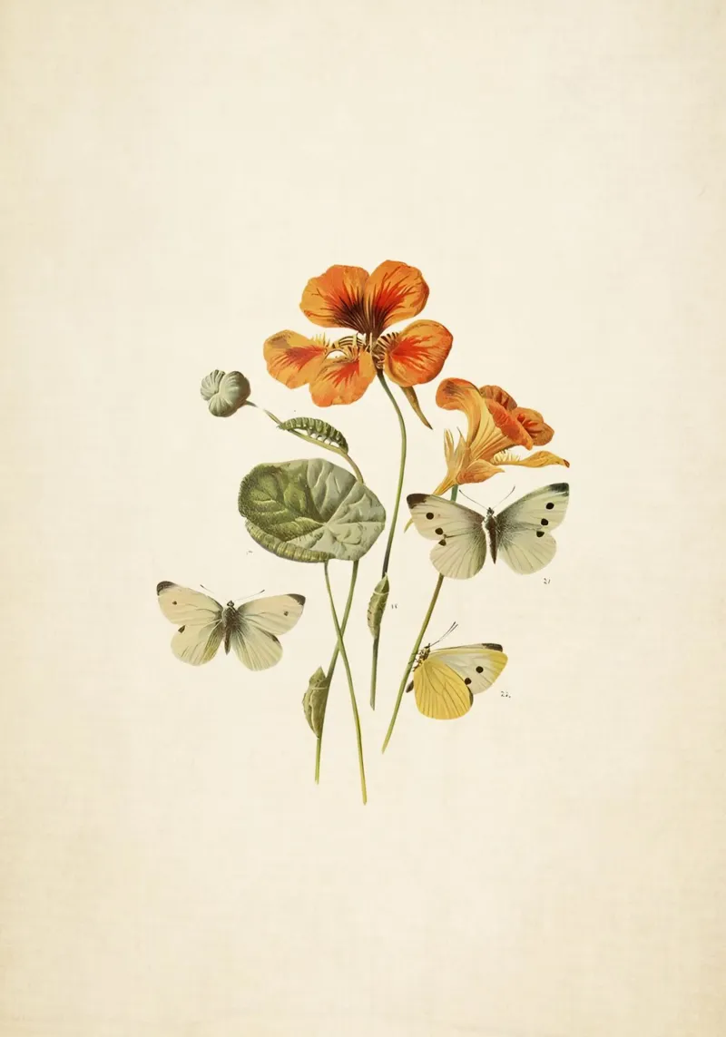 Stampa botanica vintage "Nasturtium & Butterflies" - Natura Ar poster con telaio in plastica da ClubArt