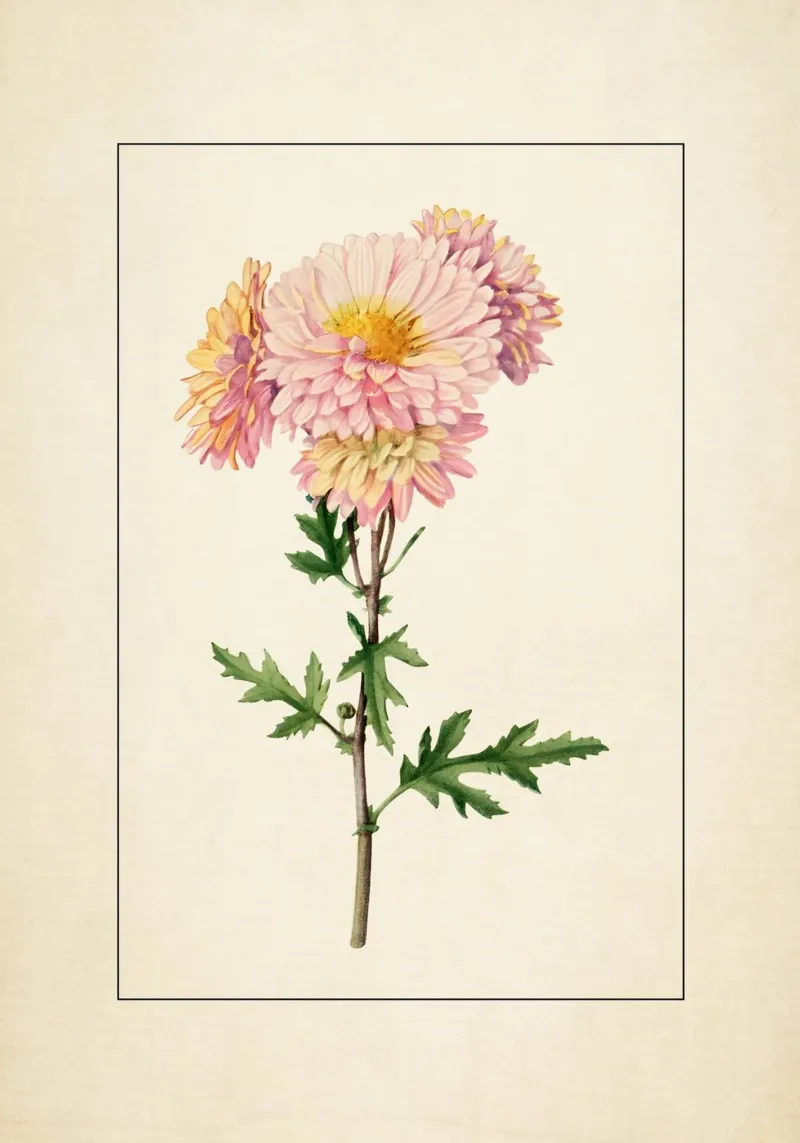 Botanische print van roze chrysant - Tuinkunst canvas met Baklijst van ClubArt