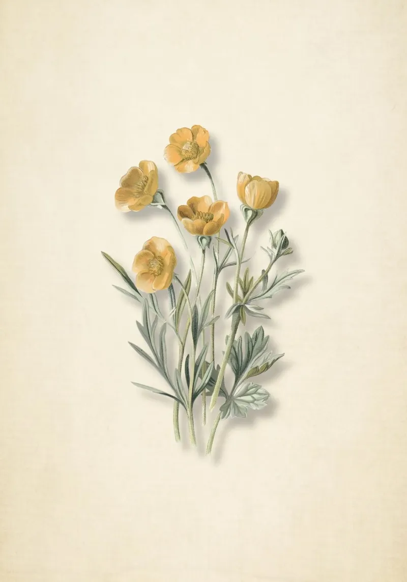 Vintage Buttercup Cluster Print - Gele Wildebloemen Kunst poster met kunststof frame van ClubArt
