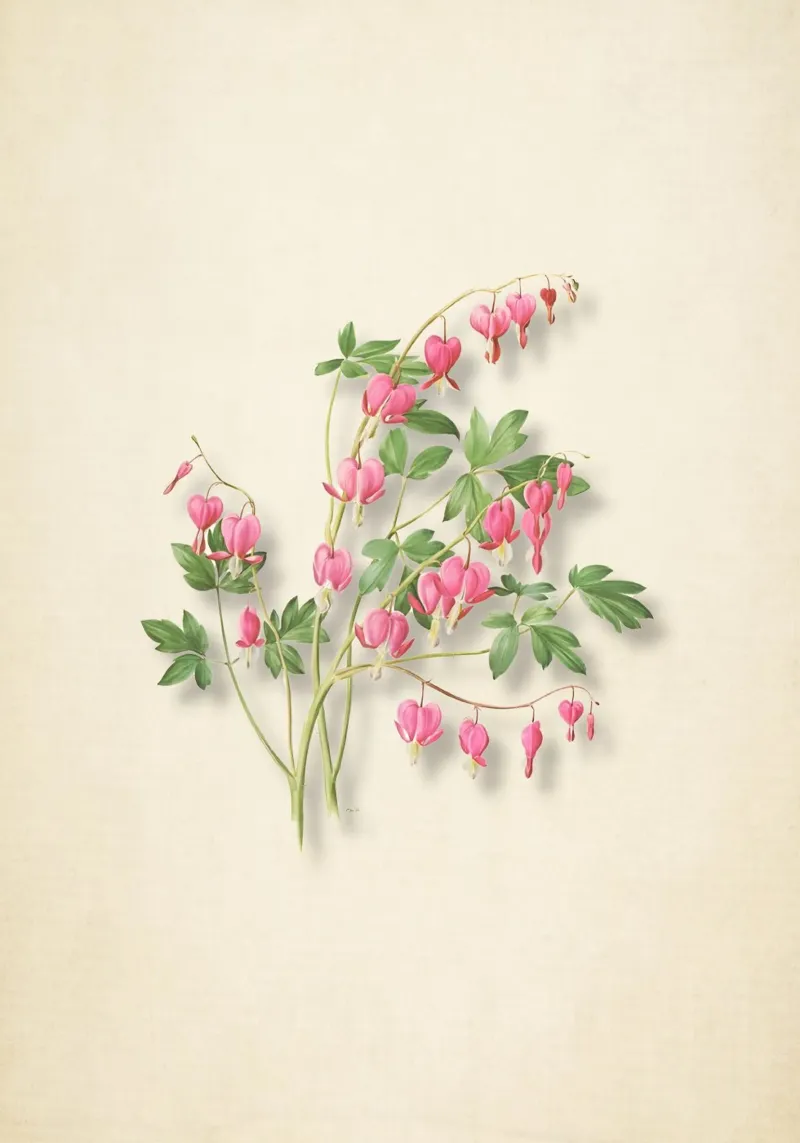 Botanische print met bloedend hart - Roze bloemsierkunst canvas met Baklijst van ClubArt