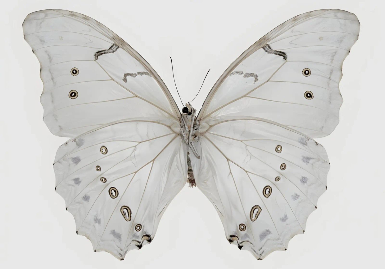 Weißer Morpho Schmetterling - Minimalistische entomologische Kunst Poster von ClubArt