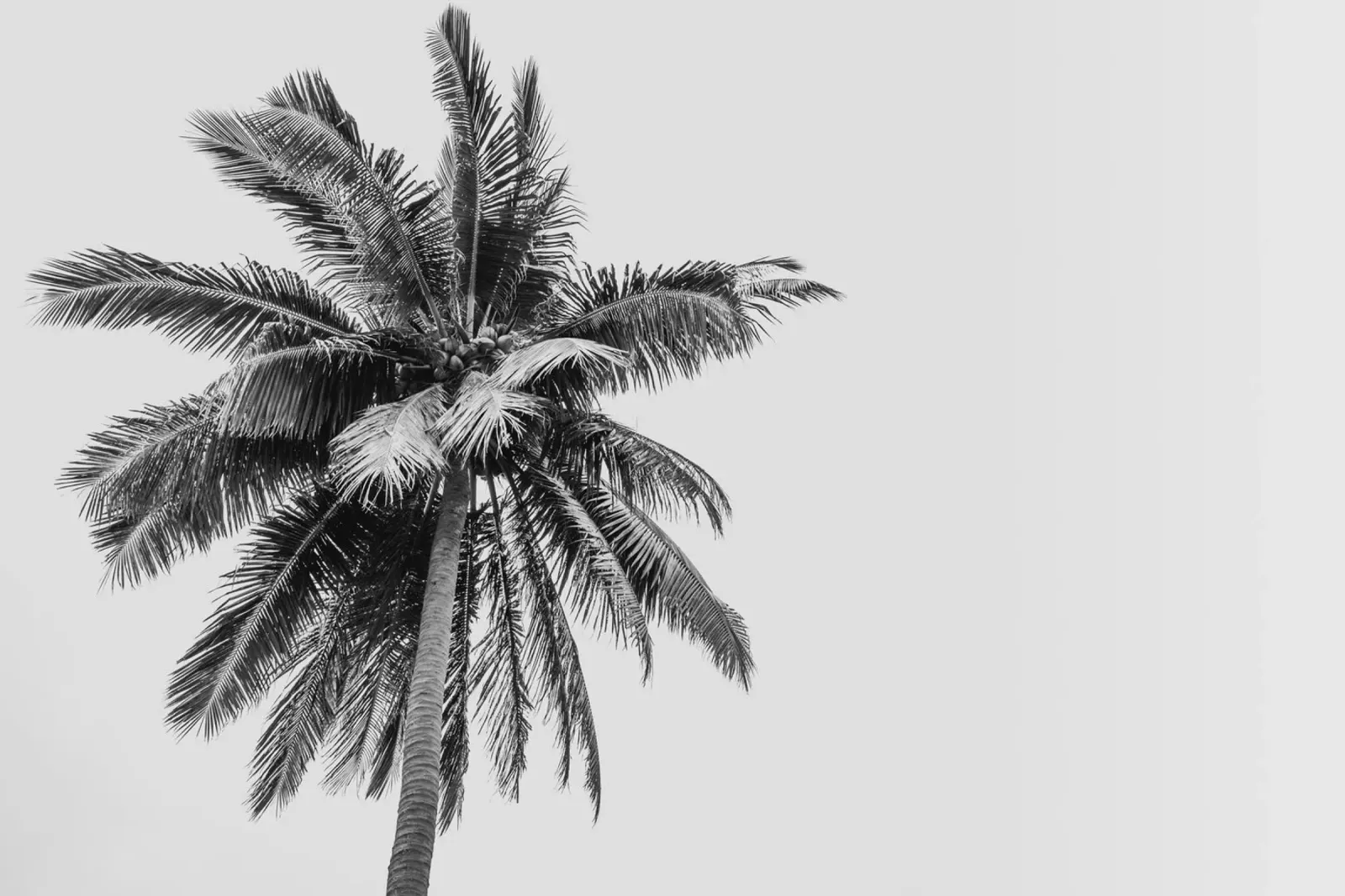 Tropical Palm tree in Indonesia pellicola backlit da photolovers